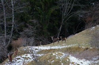 Unterhalb von Palätsch, Hirsche suchen Gras zwischen den Schneeflecken.