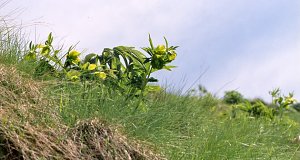 Zöld hunyor (Helleborus viridis) nyílik a csúcs közelében