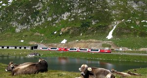 The cows are lying peacefully on the meadow, when the Glacier Express 904 exits the avalanche gallery.
