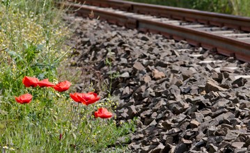 Rails and poppies