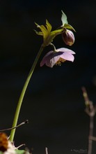 Pirosló hunyor
(Helleborus purpurascens)