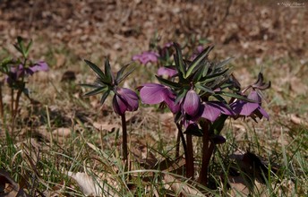 Purpe hellebores blossom on the clearing.