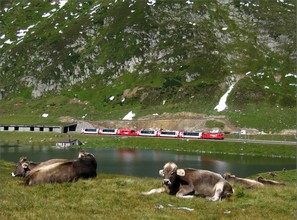 Die Kühe liegen friedlich auf der Wiese, als der Glacier Express 904 aus der Lawinengalerie herausrollt.